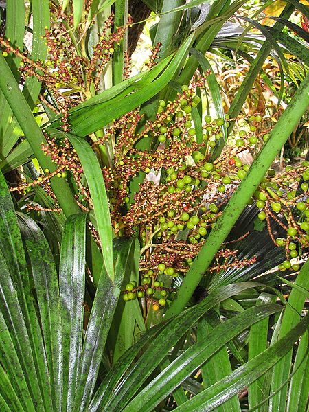 File:Chuniophoenix hainensis in flower.jpg