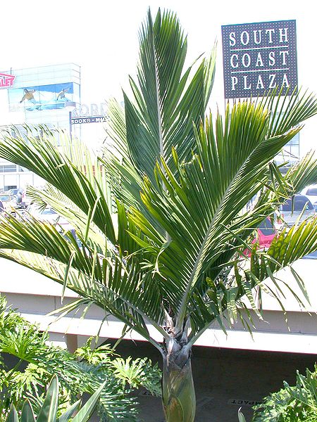 File:Rhopalostylis baueri 3 SCP.jpg