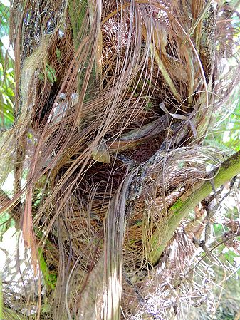 Dypsis utilis maybe trunk.jpg