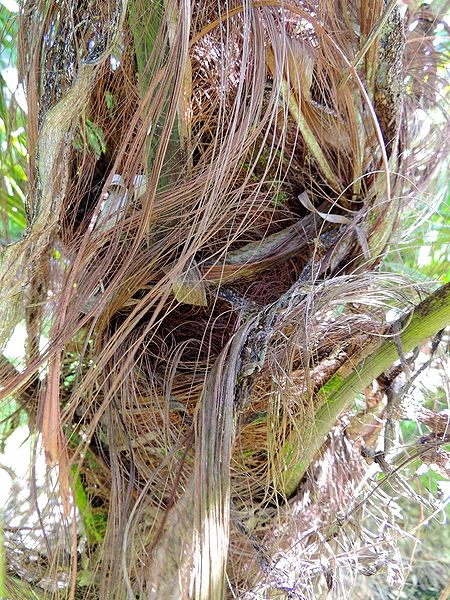 File:Dypsis utilis maybe trunk.jpg
