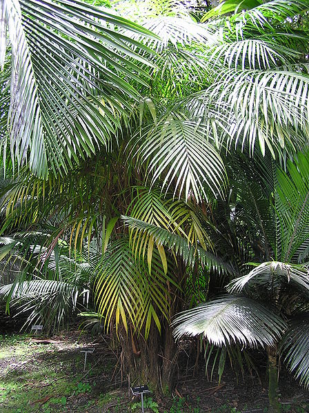 File:Dypsis utilis (2).JPG