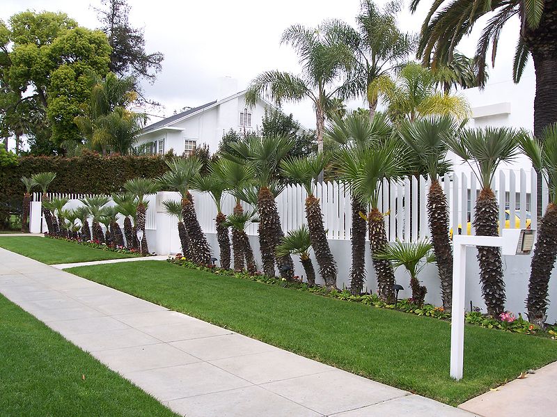 File:Chamaerops landscaping BH.jpg