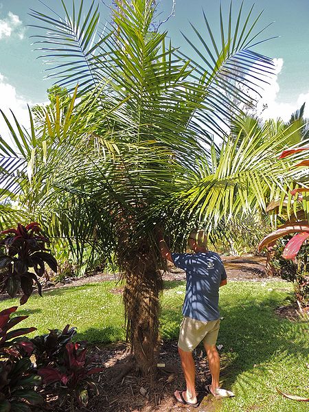 File:Dypsis utilis and BA.jpg