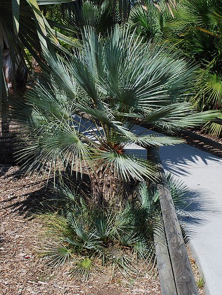File:Chamaerops argentea palm island.JPG