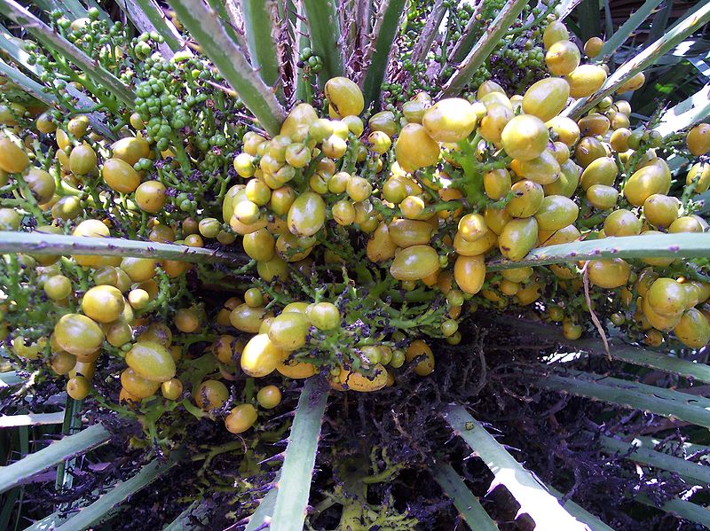 File:Chamaerops fruits.jpg