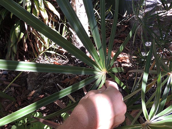 Coccothrinax pseudorigida leaf and fingers.jpg