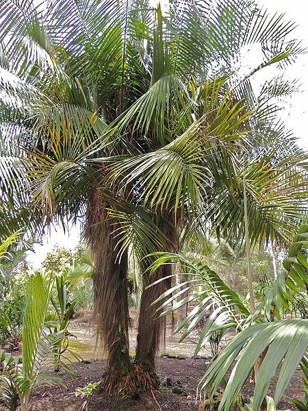 File:Dypsis utilis maybe JM.jpg