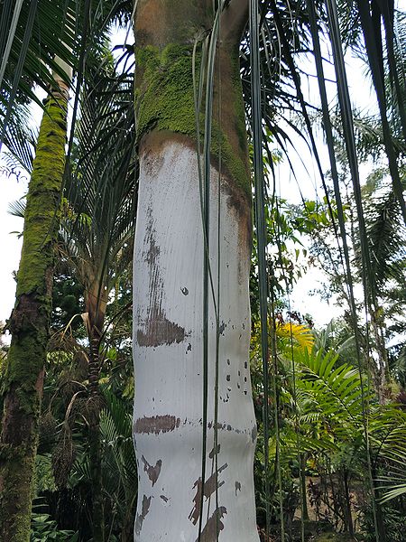 File:Dypsis homomantsina crown.jpg