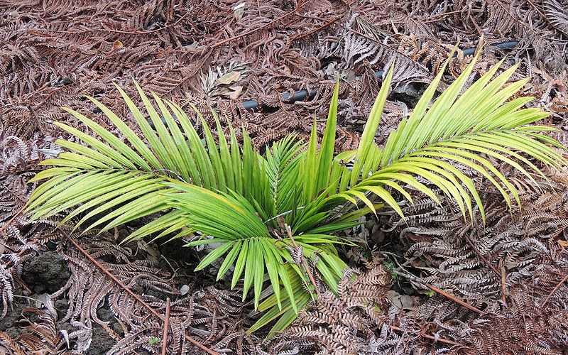 File:Dypsis hovomantsina 1 DO.jpg