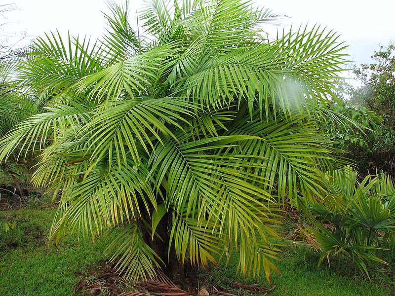 File:Dypsis utilis 2.jpg