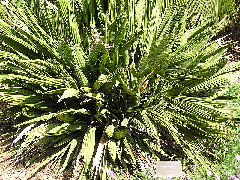 File:Chamaerops bizzare leaves LL.JPG