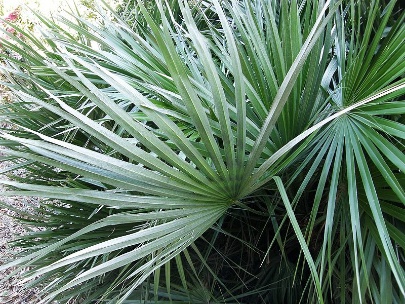 File:Chamaerops leaf underside.JPG