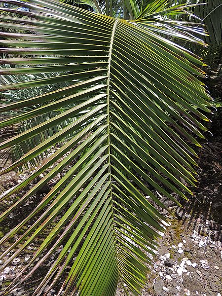 File:Ceroxlyon alpinum leaf JM.jpg