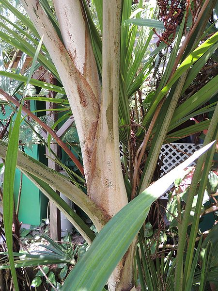 File:Chuniophoenix hainensis petioles Don.jpg
