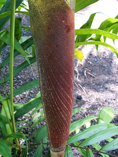 File:Basselinia gracils crownshaft.jpg