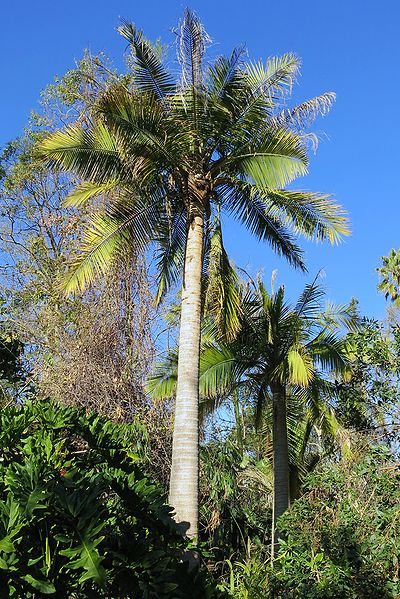 File:RAvenea rivularis tall larb.JPG