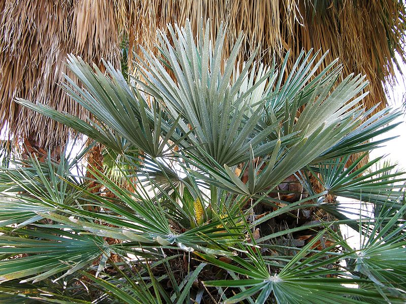 File:Chamaerops with waxy leaves.JPG