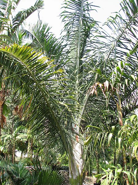 File:Dypsis robusta.jpg
