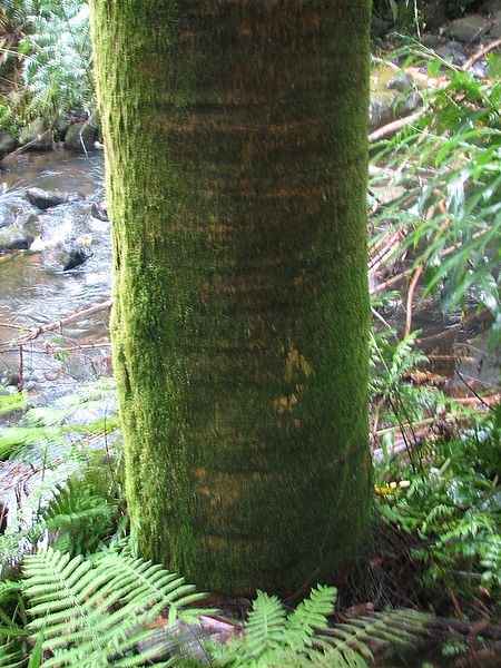 File:Majesty huge trunk.jpg