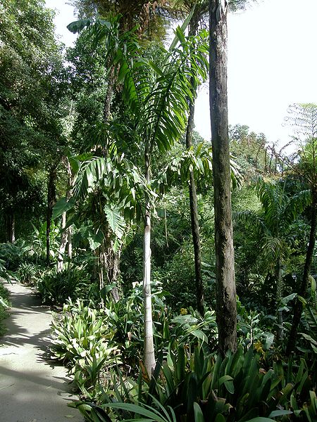 File:Foxy lady palm.JPG