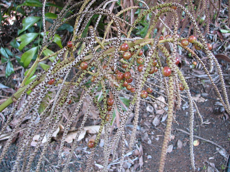 File:Cyphosperma balanse seed.jpg