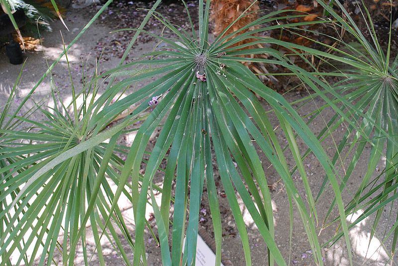 File:Chamaerops wispy leaf.jpg