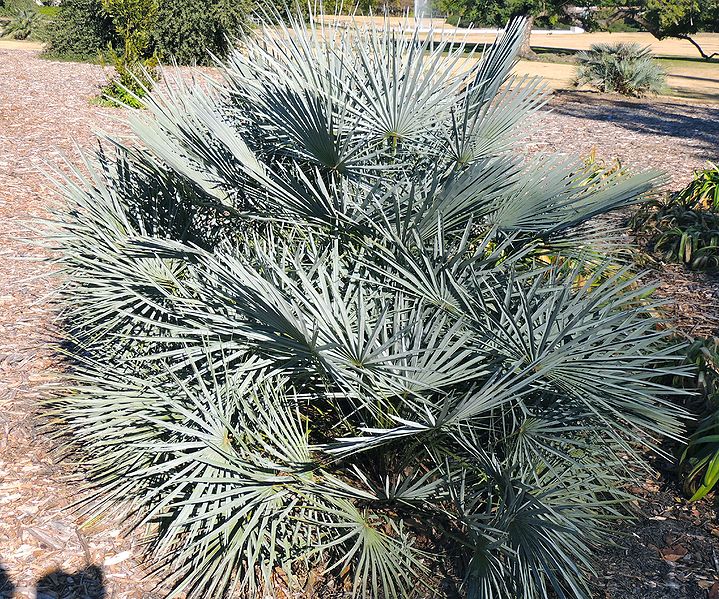 File:Chamaerops argentea larb.jpg