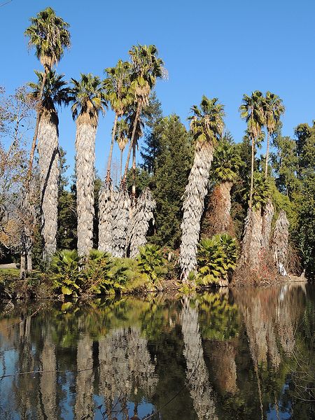 File:Washingtonia reflections larb.jpg