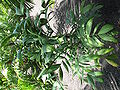 Thumbnail for version as of 07:36, 28 September 2014