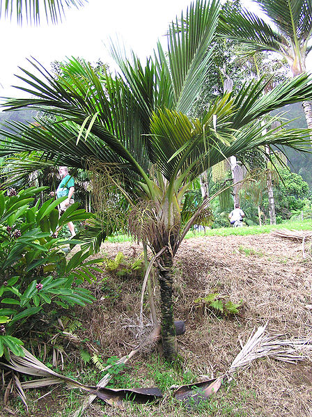 File:Cyphosperma balanse 5.JPG