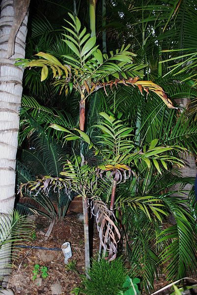 File:Basselinia gracilis Ha.jpg