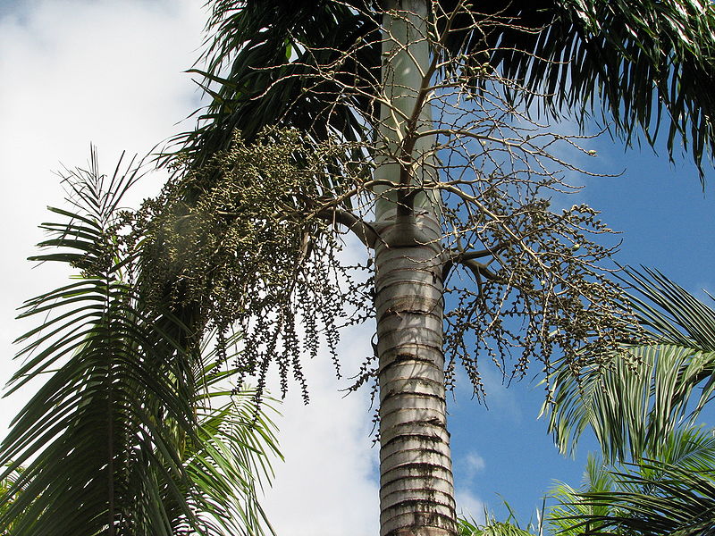 File:Foxy lady flowers.jpg