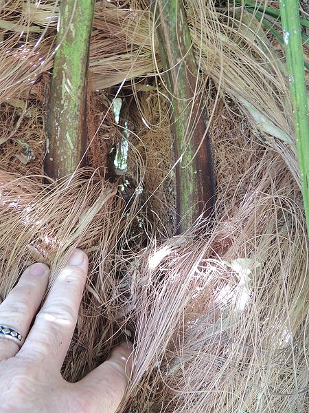 File:Dypsis utilis splitting BA.jpg