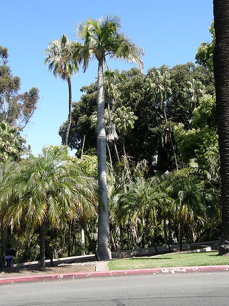 File:Majesty tall pinch-head Balboa.JPG