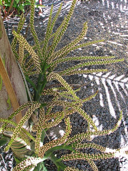 File:Burretiokentia viellardia maybe flowers.jpg