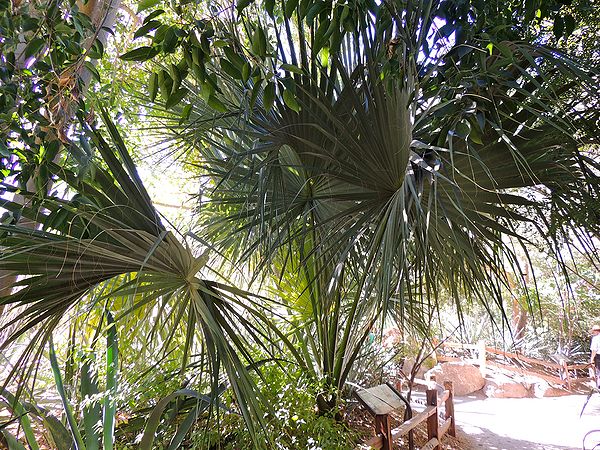 Sabal uresana - Palms For California
