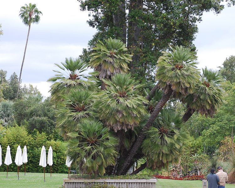 File:Chamaerops at Hunt.jpg
