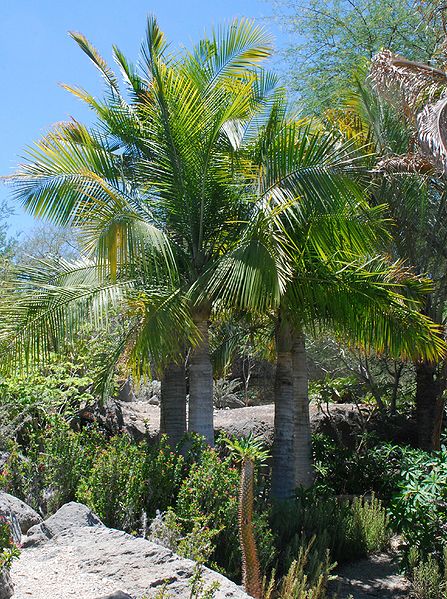 File:Majesty palms LD.jpg