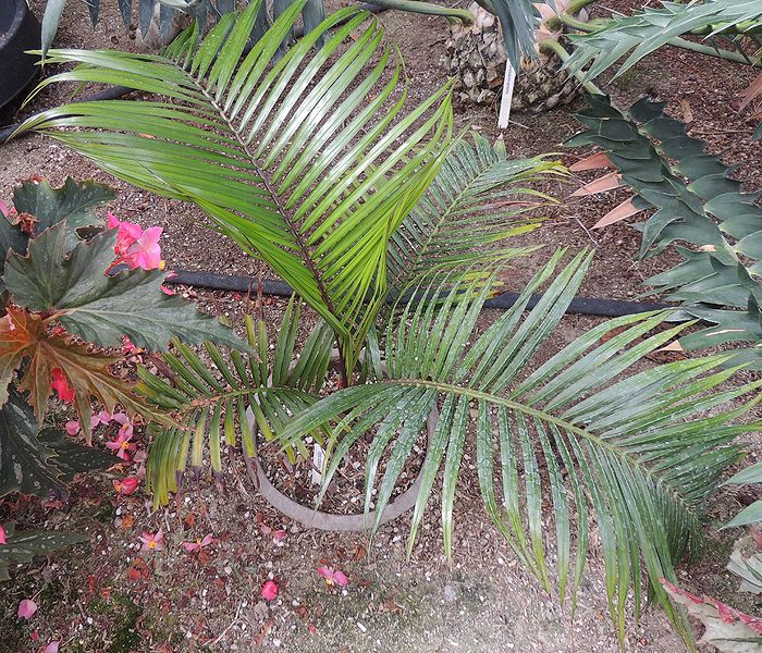 File:Dypsis ambositrae true K.jpg