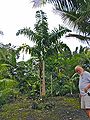 Thumbnail for version as of 09:44, 1 October 2014