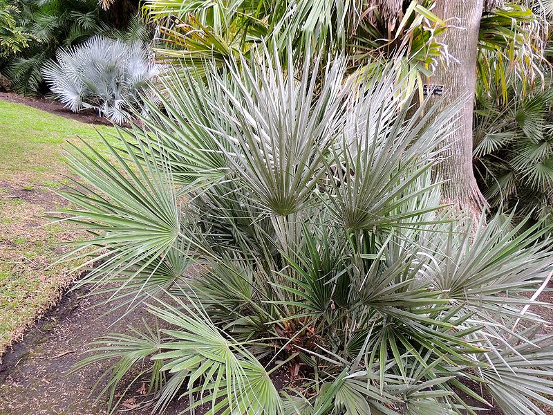 File:Chamaerops silvery H.jpg