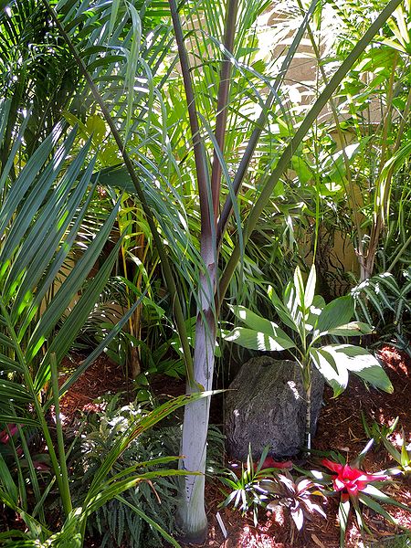 File:Dypsis ambositrae back LB.jpg