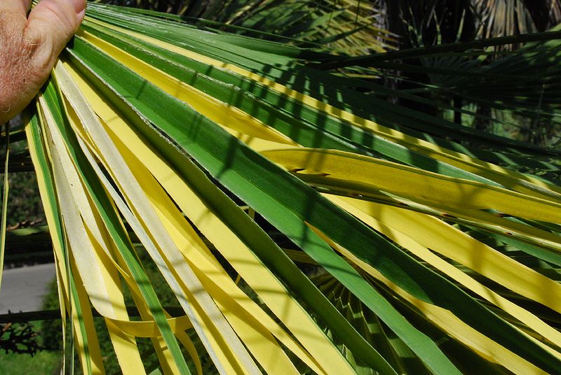 File:Chamaerops varieg leaf 2.jpg