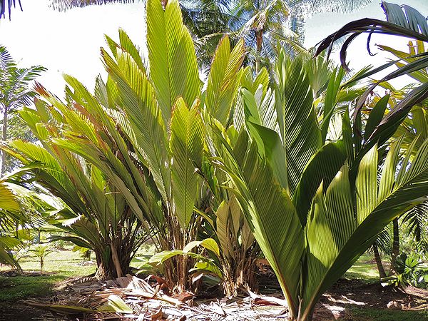 Marojejya darianii Palms For California
