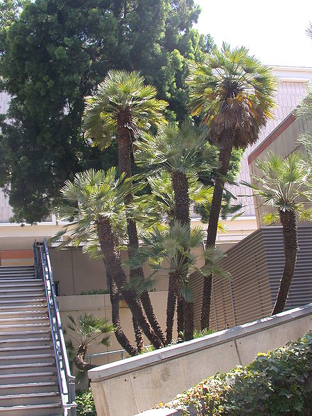 File:Chamaerops tall UCLA.jpg