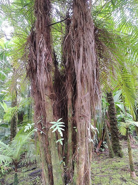 File:Dypsis utilis trunks L.jpg