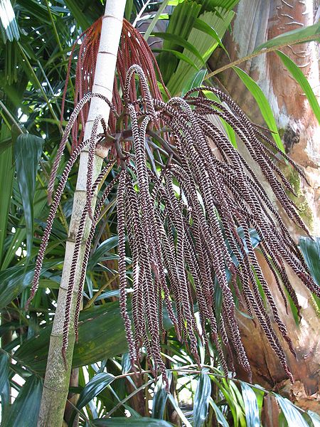 File:Basselinia gracilis flower.jpg