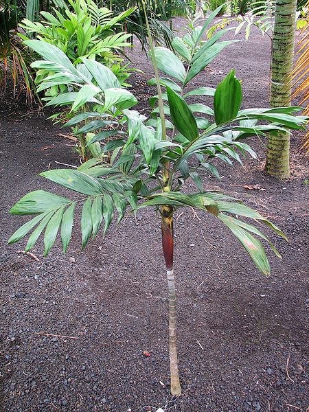 File:BAsselinia gracilis solitary.jpg