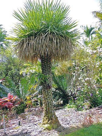 Copernicia prunifera - Palms For California