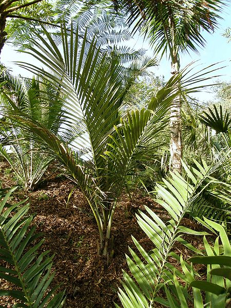 File:Oraniopsis LL.JPG